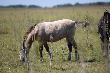 Caballos en el campo pampeano