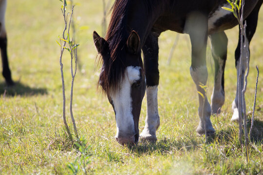 Caballos en el campo pampeano