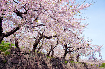 桜並木