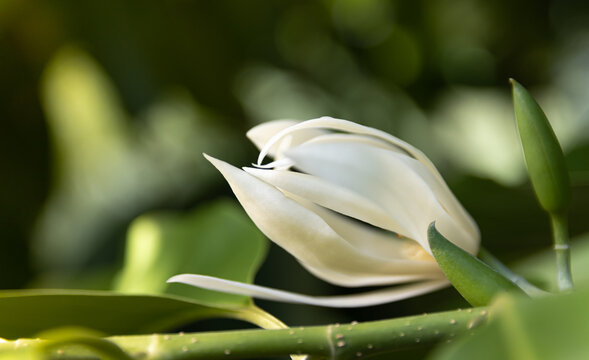 White Champee flower or Michelia alba.