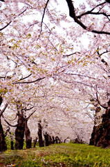 Fototapeta premium 桜の道
