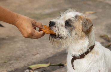 The dog is eating the food that was handed out from the owner.