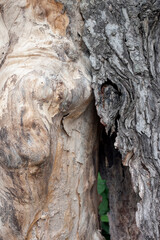 The bark that separates from the trunk due to dry tree.