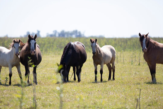 Caballos en el campo pampeano