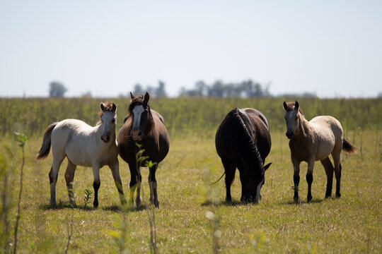 Caballos en el campo pampeano