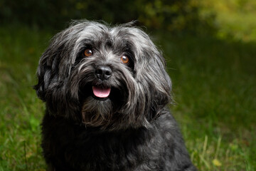 Little Bolonka Zwetna pure breed dog sitting outdoors.
