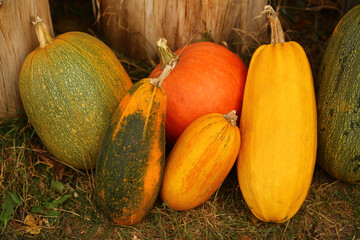 Autumn harvest of ripe pumpkins of various color on the garden ground