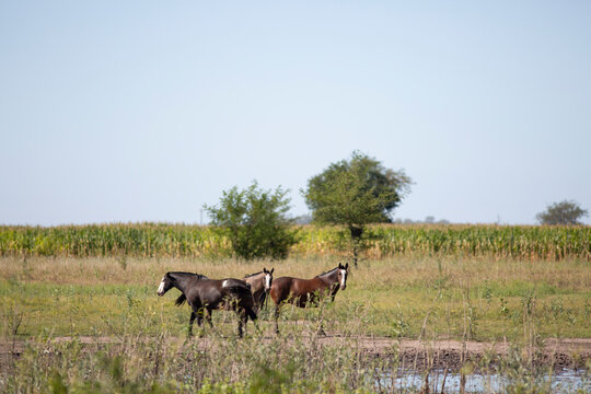 Caballos en el campo pampeano