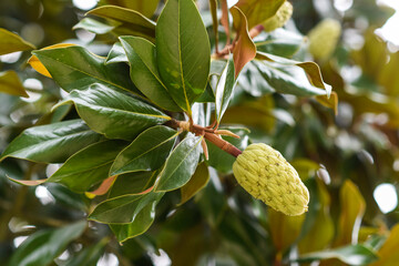 Southern magnolia cone blooming in the park in summer. © Kozioł Kamila