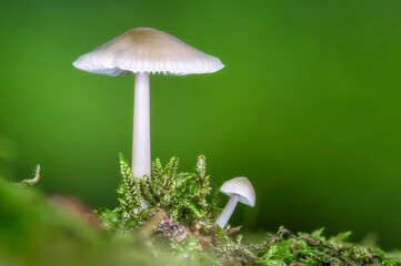 Makro Rosablättriger Helmling (Mycena galericulata)  mit jungem Pilz isoliert vor grünem Hintergrund umgeben von Moos