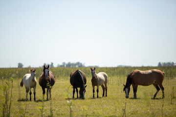 caballos en el campo pampeano © Santa001