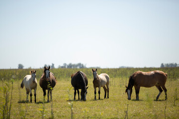 caballos en el campo pampeano