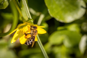 Bee on a spring flower collecting pollen and nectar