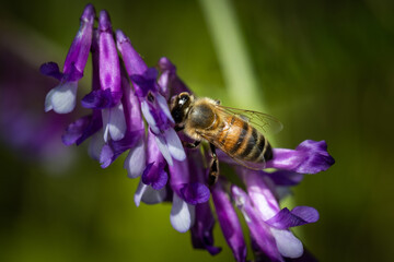 Bee on a purple flower collecting pollen and nectar for the hive