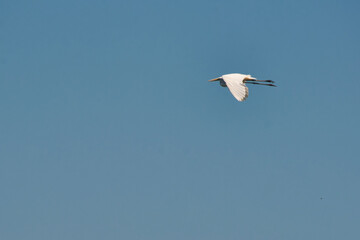 great egret (Ardea alba)  in flight