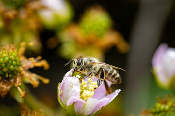 Bee on a white blackberry flower collecting pollen and nectar for the hive