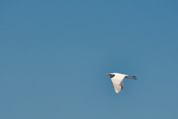 Fototapeta na wymiar great egret (Ardea alba)