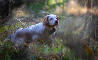 Hunting dog. English setter. Pointing dog. Hunting for a woodcock with the English setter.  The dog faces a bird. Real hunt