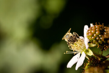 Bee on a white blackberry flower collecting pollen and nectar for the hive