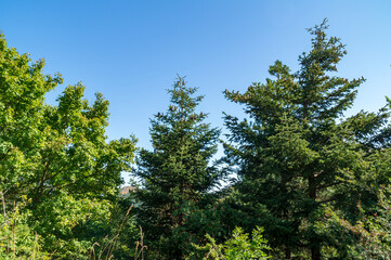 Lungo il sentiero 109 AG da Poggio San Romualdo a Castelletta