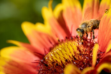 Bee on a orange flower collecting pollen and nectar for the hive