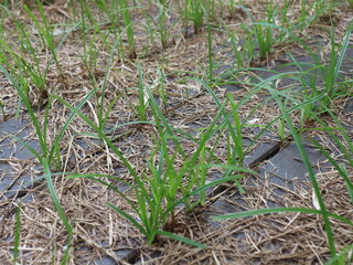 Grass are growing from gap between woods