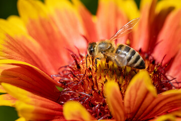 Bee on a orange flower collecting pollen and nectar for the hive