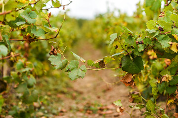 .A vineyard in France during the fall season.