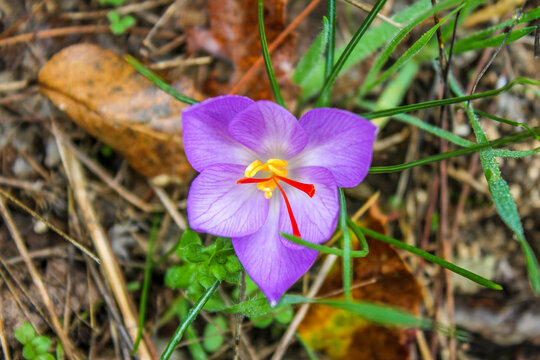 Crocus or saffron flower found in Southern Italy, Apulia