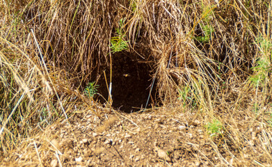 Lungo il sentiero 109 AG da Poggio San Romualdo a Castelletta