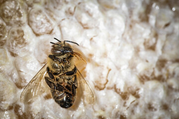 Macro image of a dead bee on a frame from a hive in decline, plagued by the Colony collapse...