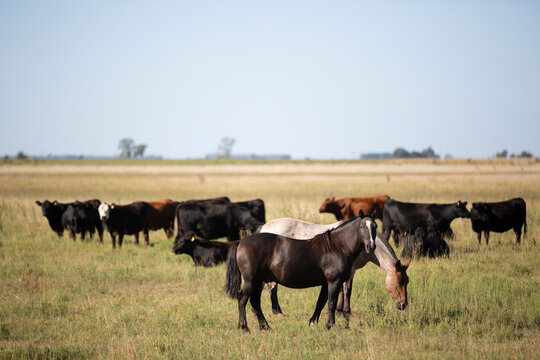 Caballos en el campo pampeano