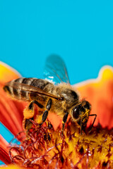 Bee on a orange flower collecting pollen and nectar for the hive blue background