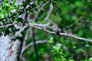 Grauschnäpper (Muscicapa striata) an seiner Nisthöhle	