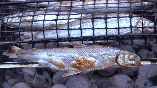 Coregonus sardinella grilled on coals. fish is fried on coals. BBQ. turn the fish over when frying, forming a delicious crust