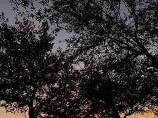 trees at sunset