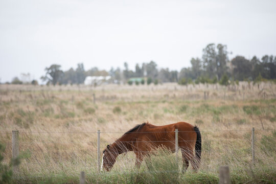 Caballos en el campo pampeano