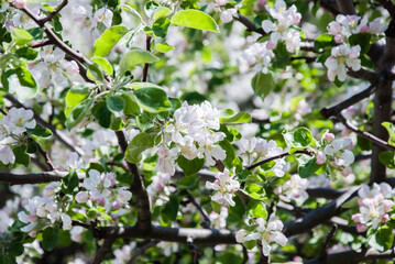 Apple tree blossom on a sunny spring day
