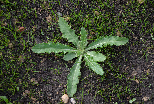 The leaves are elongated to elliptical prickly growing in newly established grasslands.  long pole root, so it is difficult to weed mechanically. chemical spray application against dicotyledons