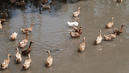 A flock of brown ducks in a shallow river