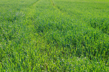 fresh green grass background, full frame