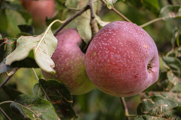 fresh juicy apples on the apple tree