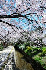 Fototapeta premium 桜の哲学の道
