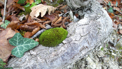 Moss hedgehog.