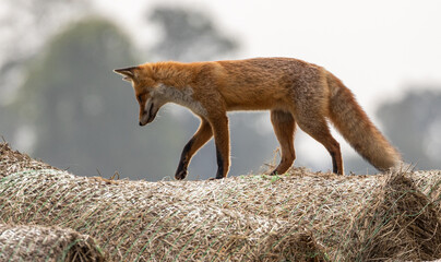 Red Fox, young, one of 2 siblings, playing among hay bales