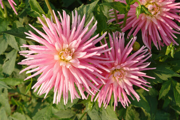 Showy, bright pink dahlia flowers of the 'Park Princess' variety in dew in the garden, close-up, top view
