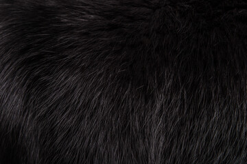Texture beautiful black fluffy fox fur close-up. Black background