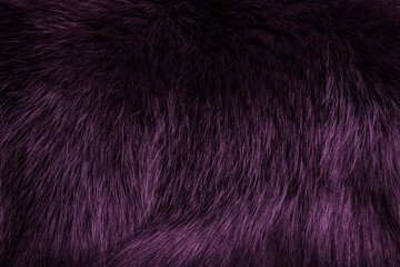 Texture of beautiful purple fox fur close up. Purple background, toned
