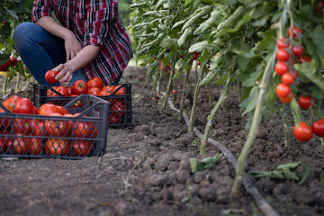 Young woman in a greenhouse picking red tomatoes