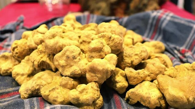 Alba white truffle close-up - Italy
